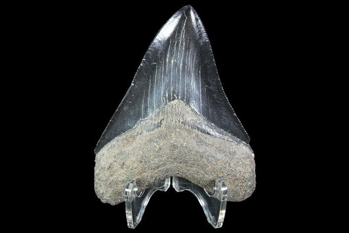 Serrated, Fossil Megalodon Tooth - Georgia #90149